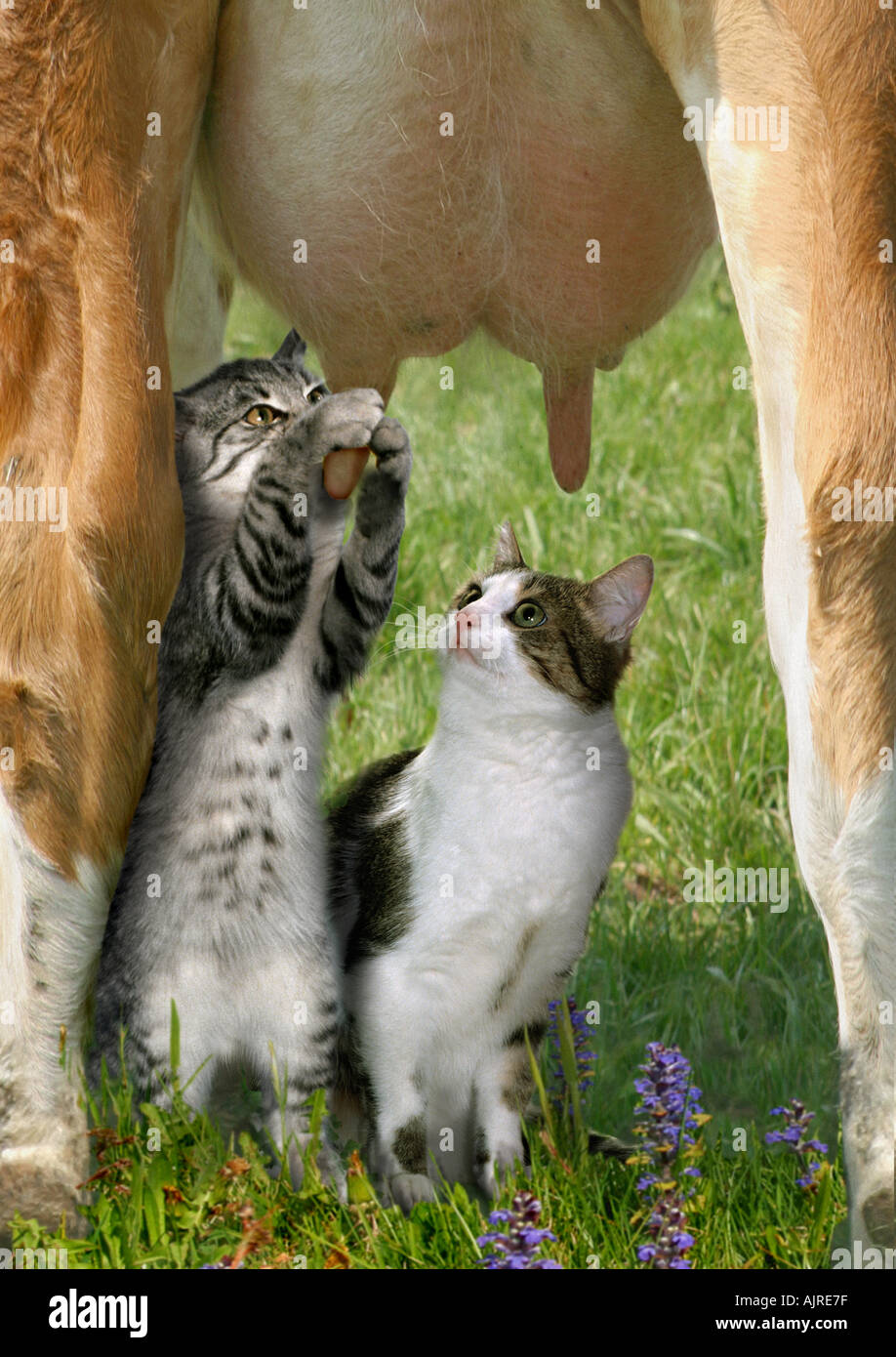 Chat Domestique Deux Chatons A La Mamelle D Une Vache Photo Stock Alamy
