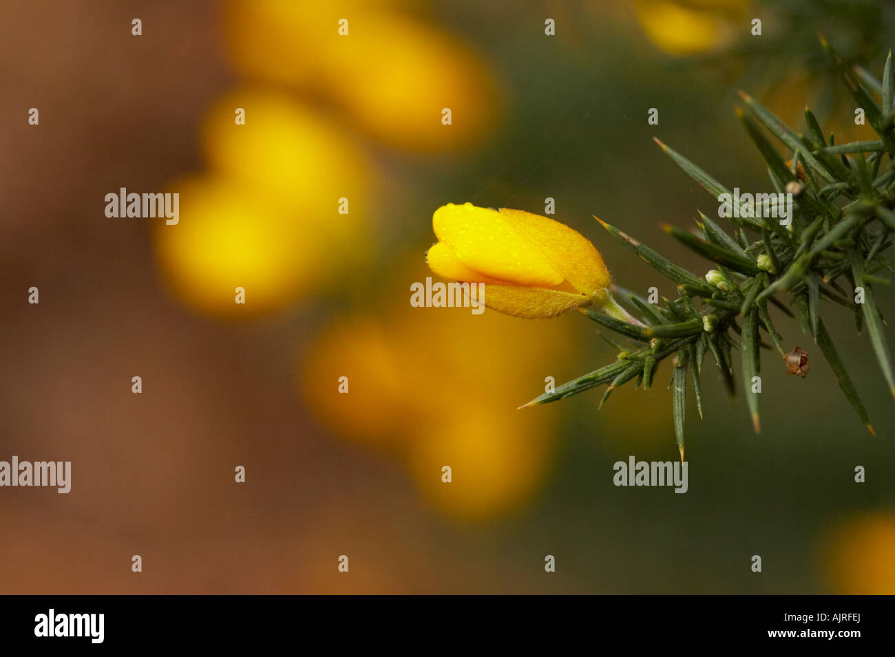 L'ajonc commun, couverte de rosée du matin, commune de Danbury, Essex Banque D'Images