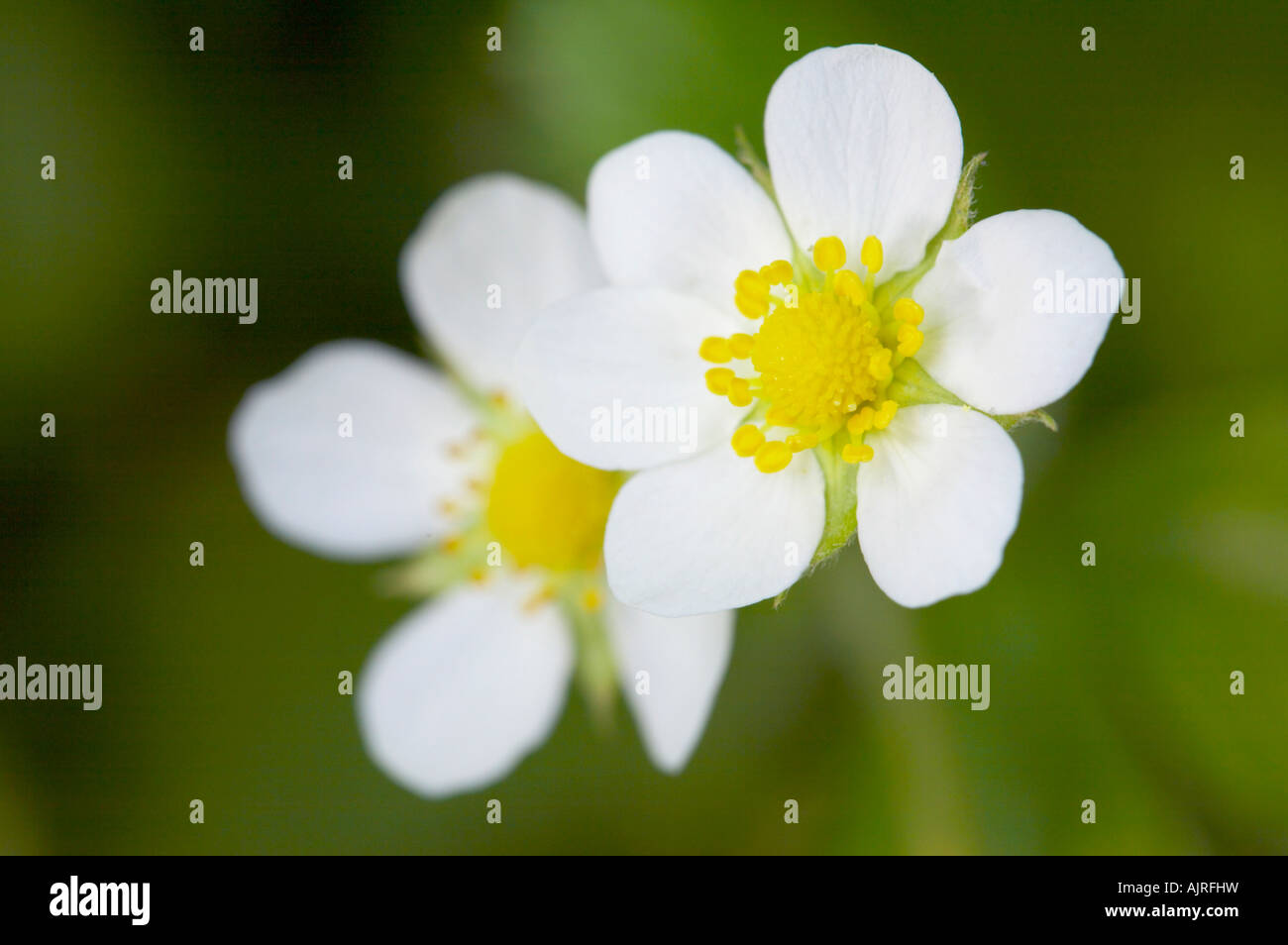 Fraise sauvage fleurs close-up, le jardin d'Essex Banque D'Images