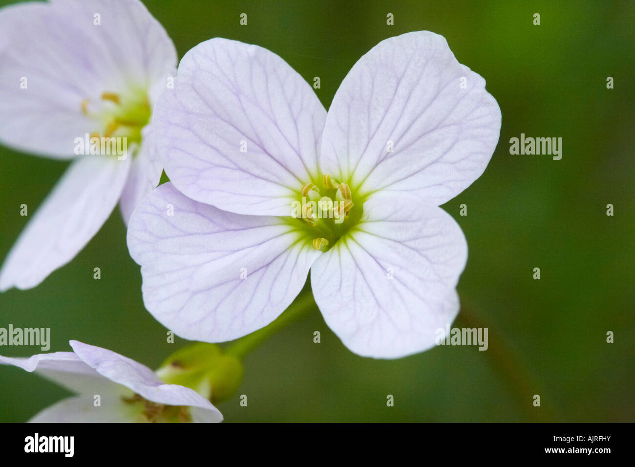Lady's Smock, close-up of flower, Essex Banque D'Images