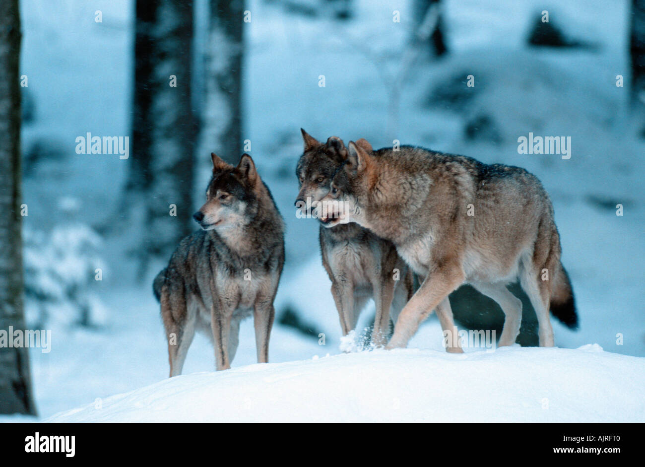 En hiver pack loups Canis lupus Banque D'Images