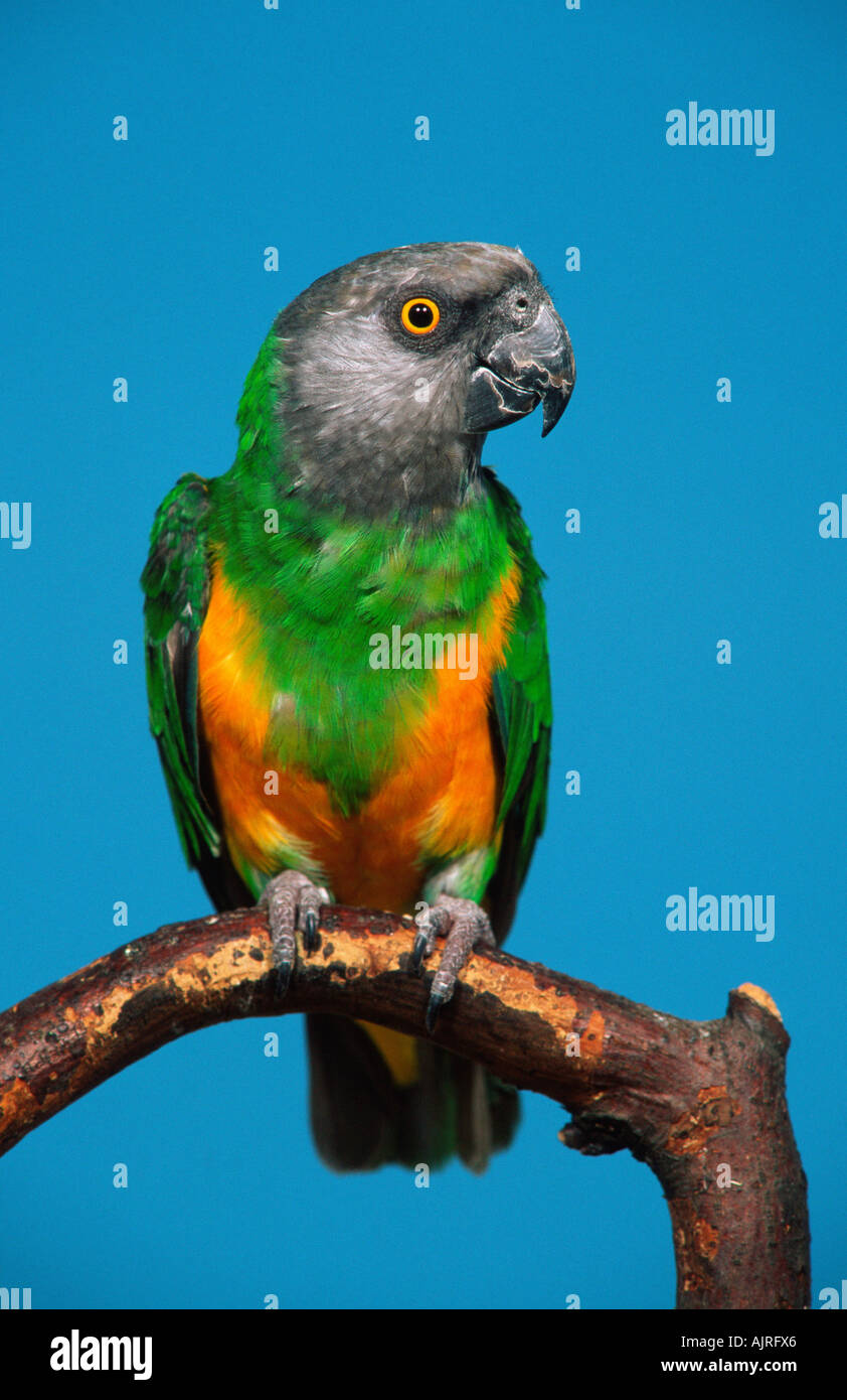 Sénégal Parrot Poicephalus senegalus Banque D'Images