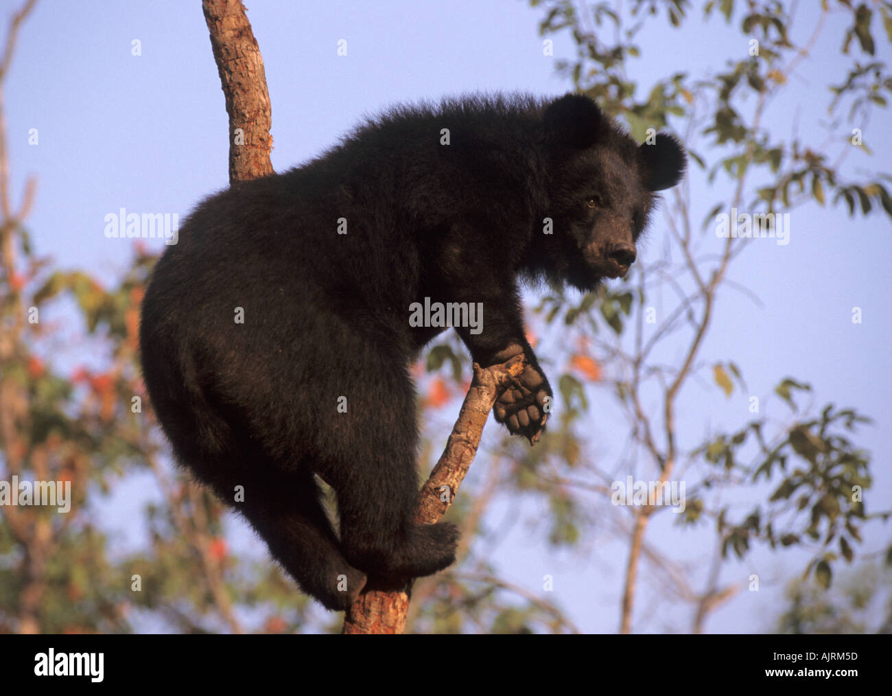 Ours noir asiatique (Selenarctos thibetanus) Centre royal de secours du ministère des forêts, Thaïlande Banque D'Images