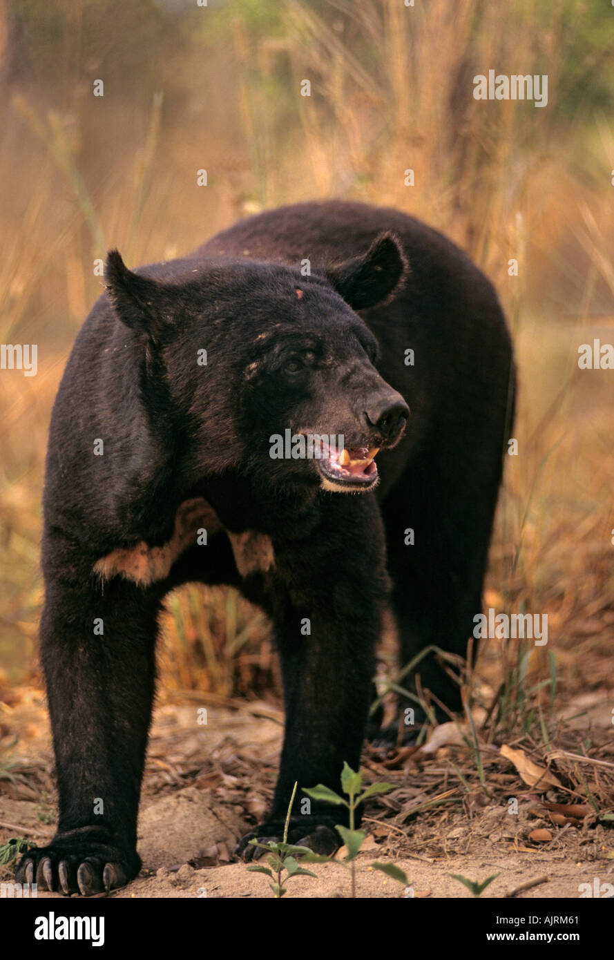 Ours noir asiatique (Selenarctos thibetanus) Centre royal de secours du ministère des forêts, Thaïlande Banque D'Images