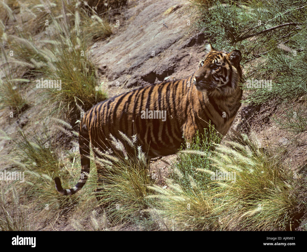 Tigre de Sumatra (Panthera tigris sumatrae), Banque D'Images