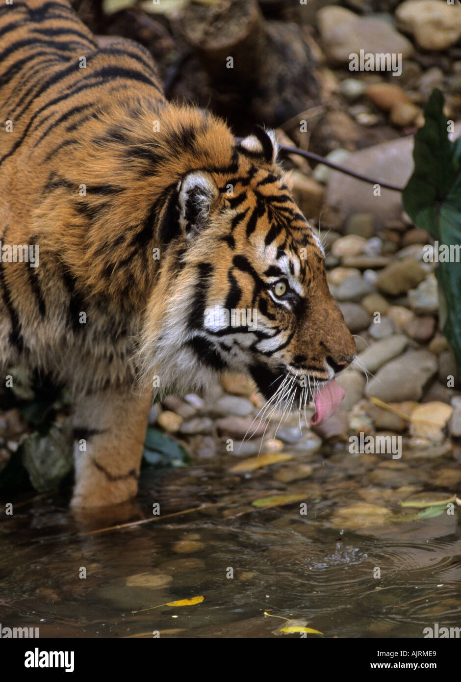 Tigre de Sumatra (Panthera tigris sumatrae), Banque D'Images
