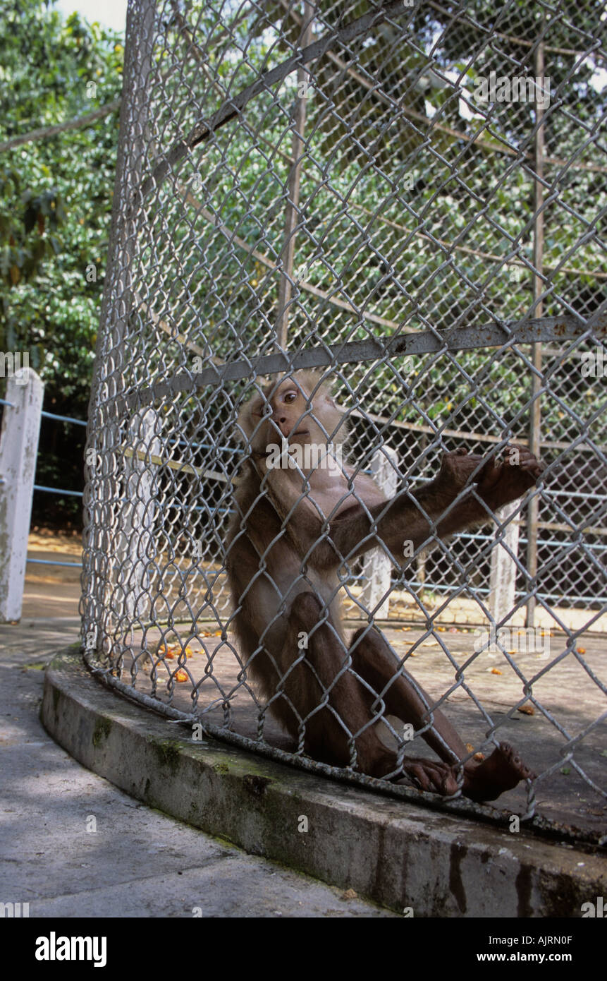 Macaque Macaca sp dans une petite cage dans un zoo privé attaché à la tunnel de Cu Chi un complexe touristique près de Ho Chi Minh City Vietnam Banque D'Images
