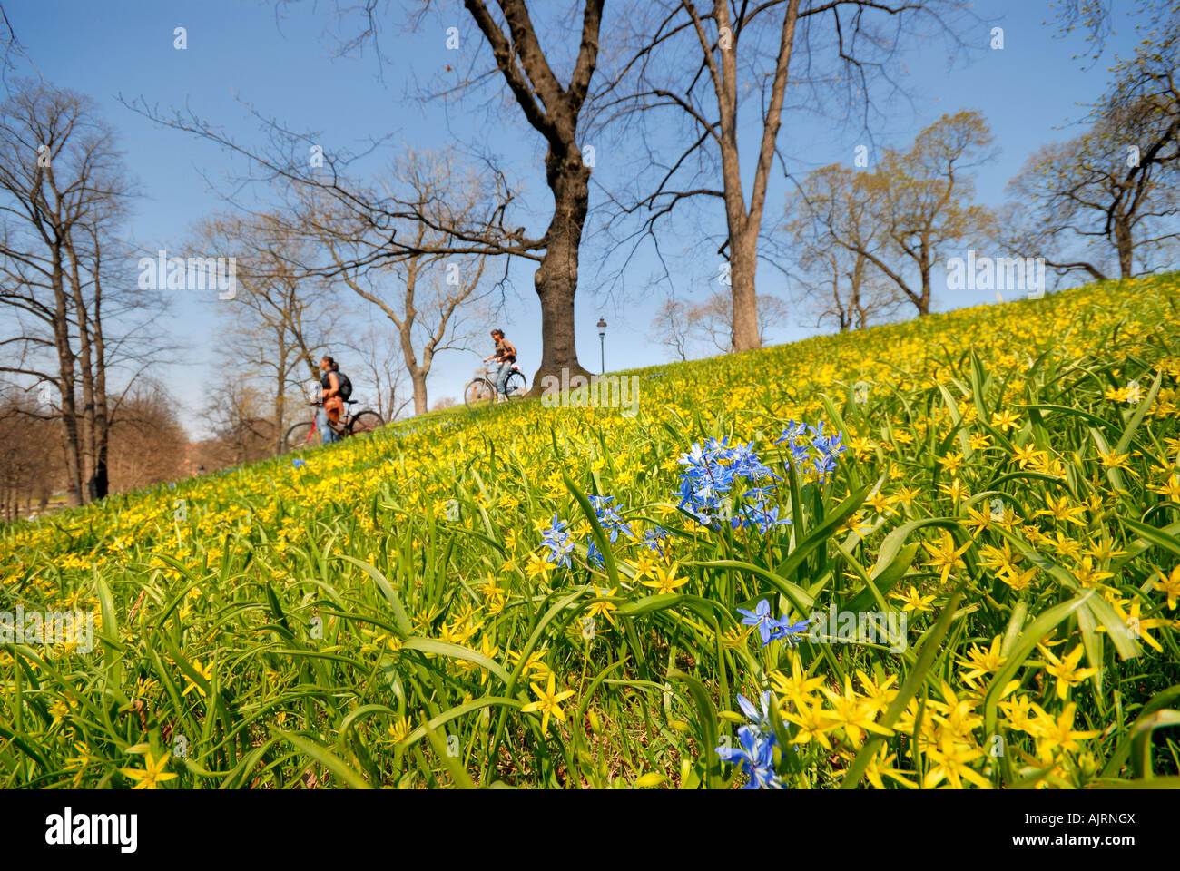 Location voyage à travers parc, fleurs de printemps jaune et bleu à town park, Stockholm, Suède Banque D'Images