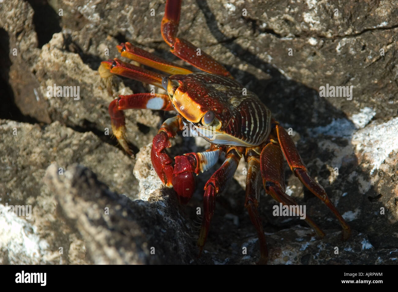 Crabe rouge Grapsus grapsus Saint Pierre et de Saint Paul roches, Brésil, Océan Atlantique Banque D'Images