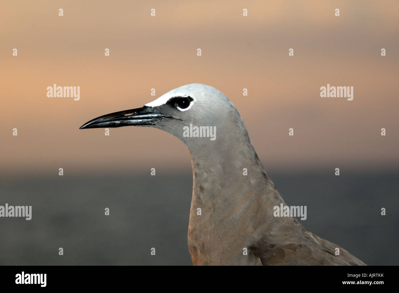 Noddi brun Anous stolidus Saint Pierre et de Saint Paul roches, Brésil, Océan Atlantique Banque D'Images