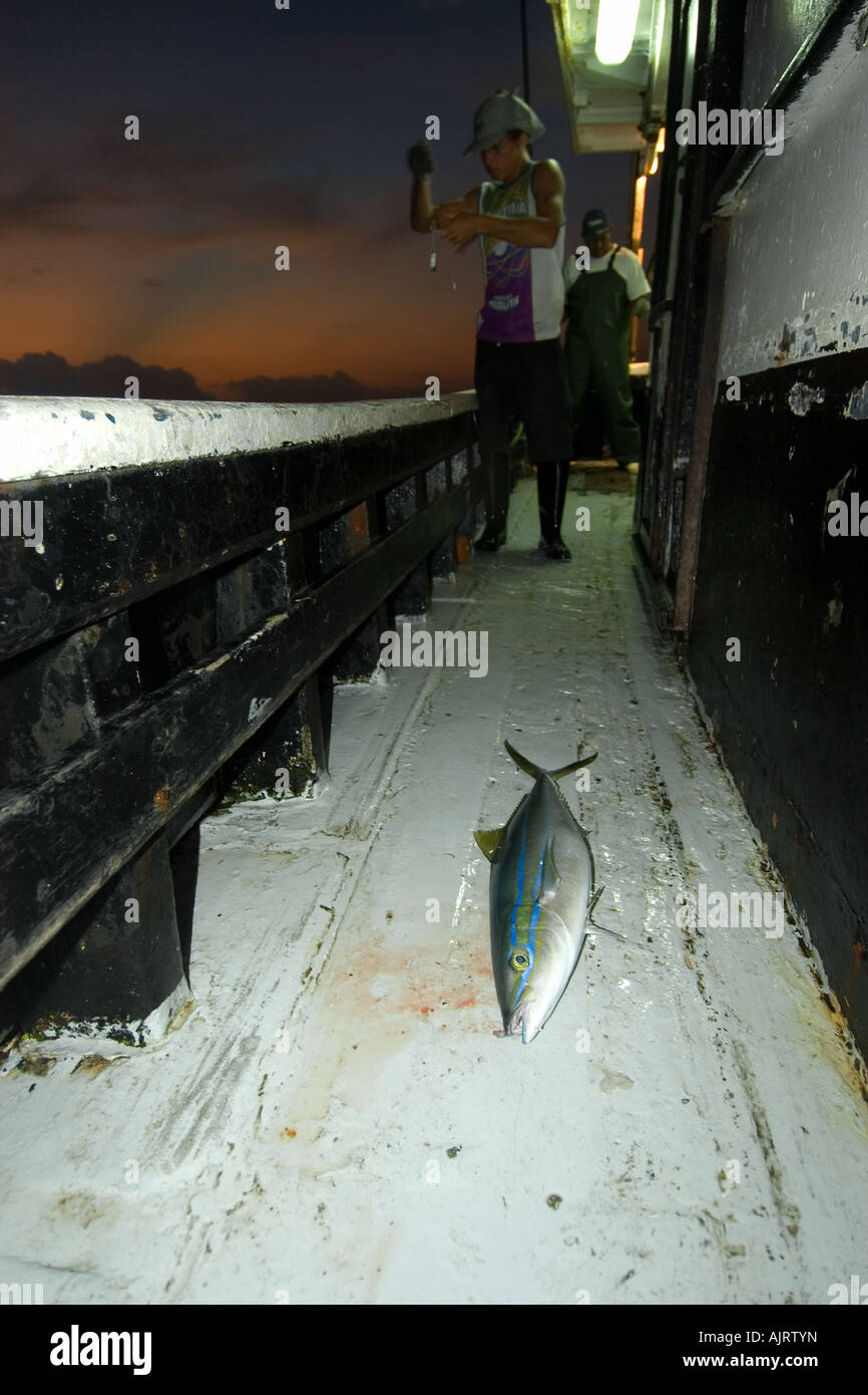 Elagatis bipinnulata rainbow runner dead sur navire de pêche Saint Pierre et de Saint Paul roches, Brésil, Océan Atlantique Banque D'Images
