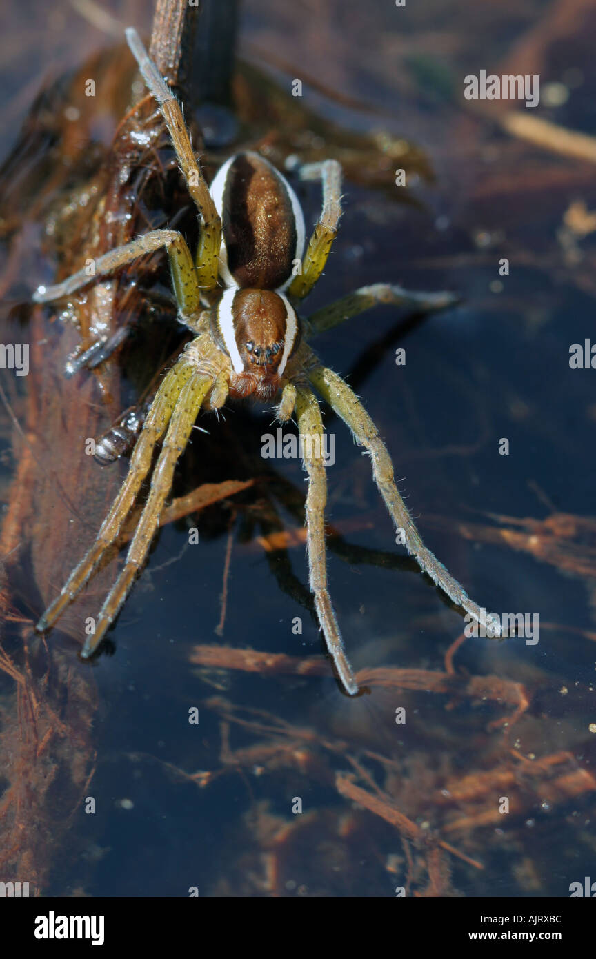 Surface de l'eau vibrant spider radeau pour attirer la proie Banque D'Images