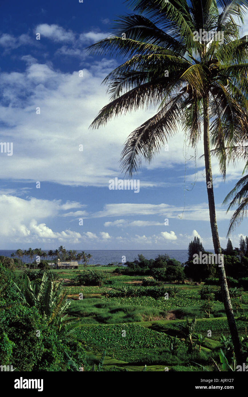 Sur la route de Hana Maui se trouve Keanae Peninsula avec l'ambiance d'old time Hawaï avec les correctifs de taro. Banque D'Images