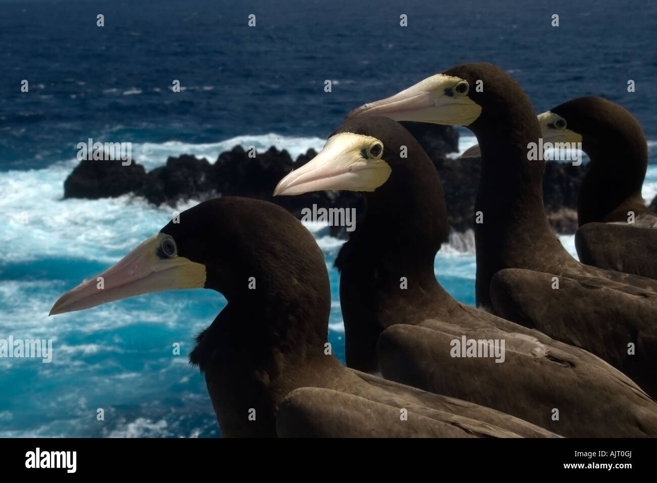 Brown boobies Sula leucogaster Saint Pierre et de Saint Paul roches, Brésil, Océan Atlantique Banque D'Images