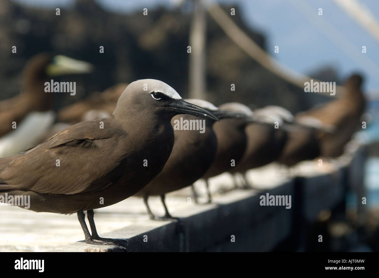 Noddis communs brun Anous stolidus promenade à Saint Pierre et de Saint Paul roches, Brésil, Océan Atlantique Banque D'Images