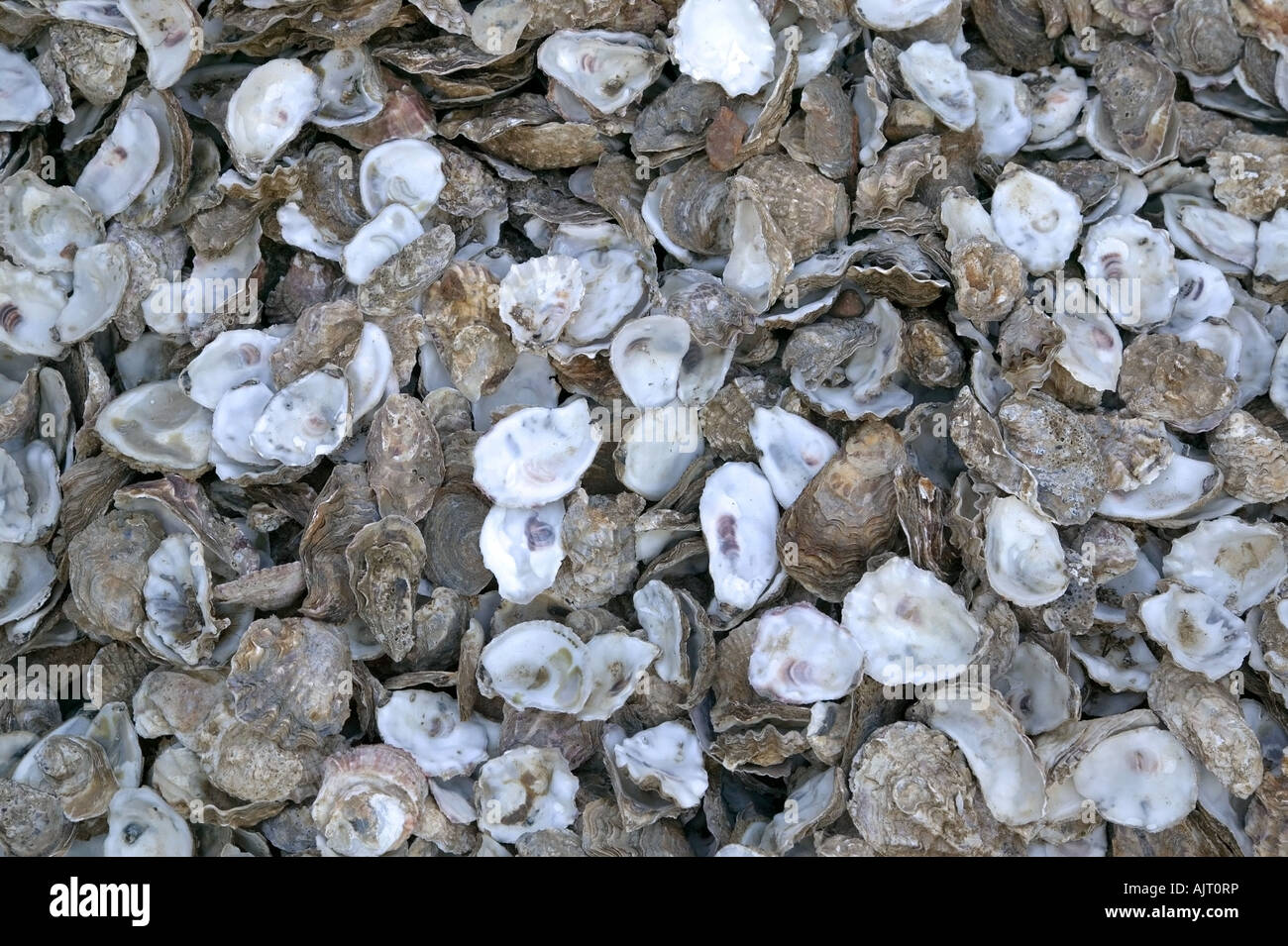 Des centaines de coquilles d'huîtres vides Banque D'Images