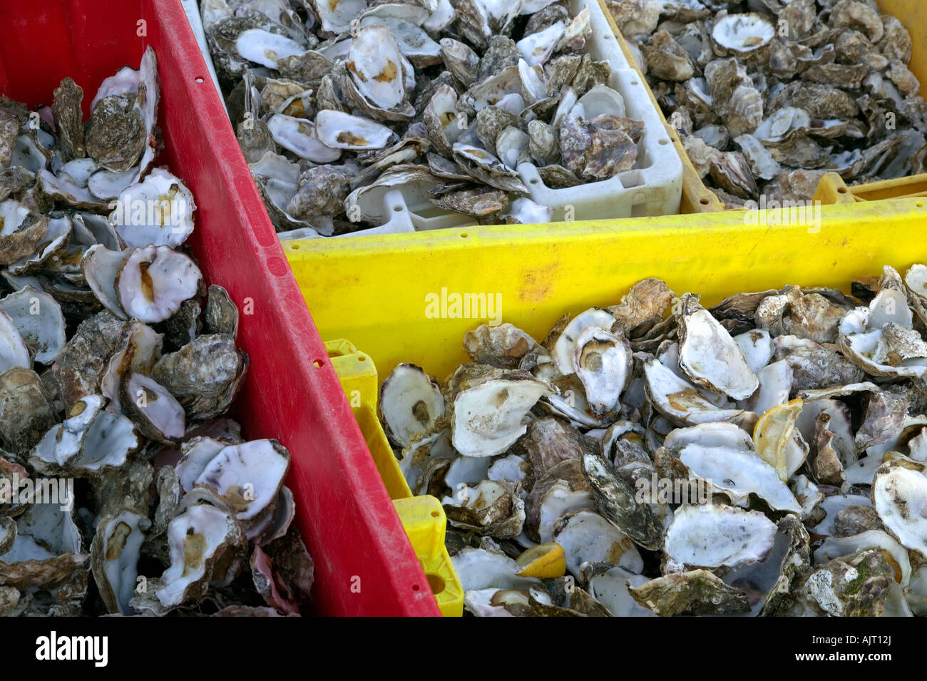 Close up de conteneurs avec jetés d'huîtres Banque D'Images