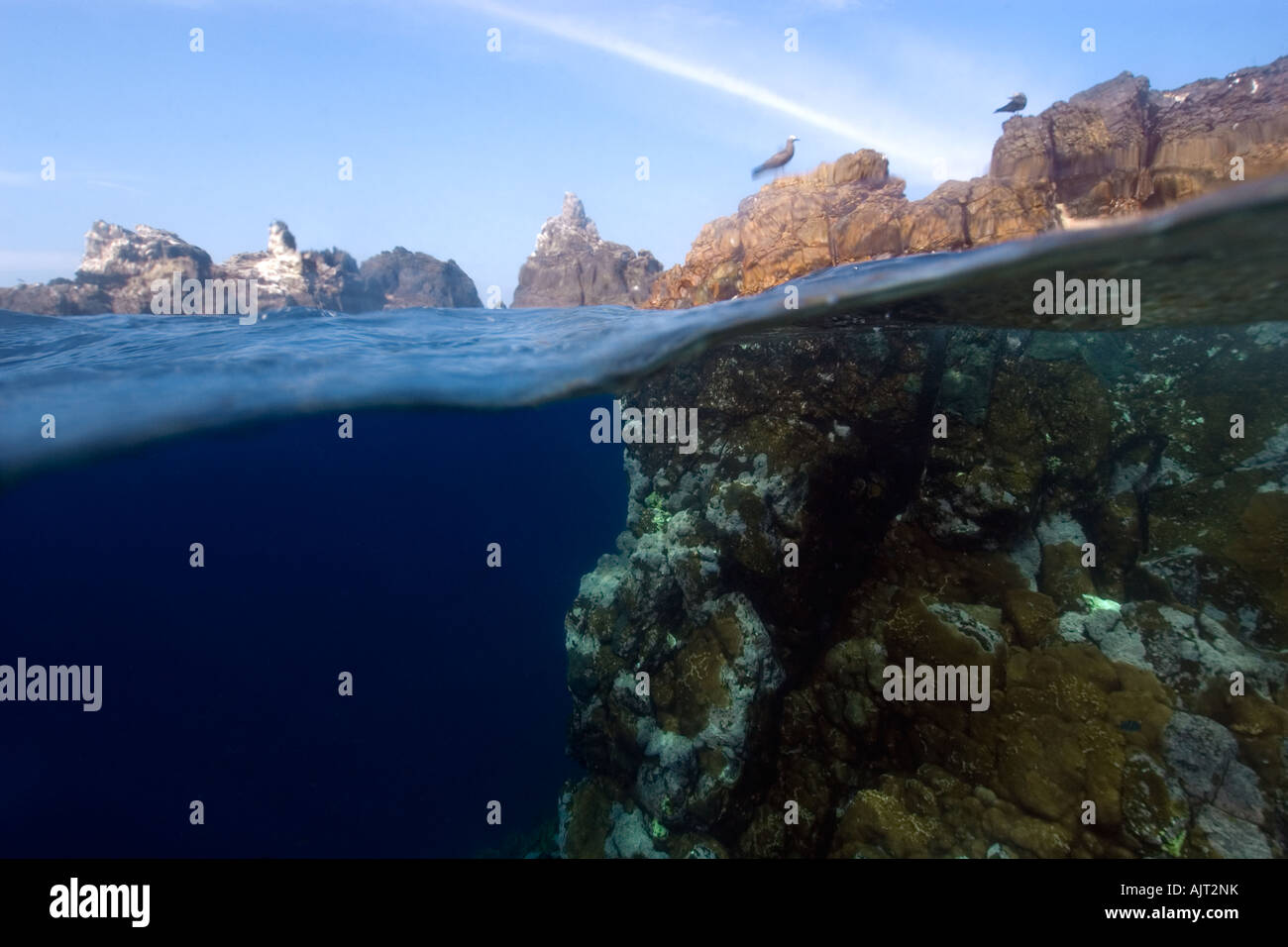 Image fractionnée de roches sous-marines et de noddis communs brun substrat Saint Pierre et de Saint Paul roches, Brésil, Océan Atlantique Banque D'Images