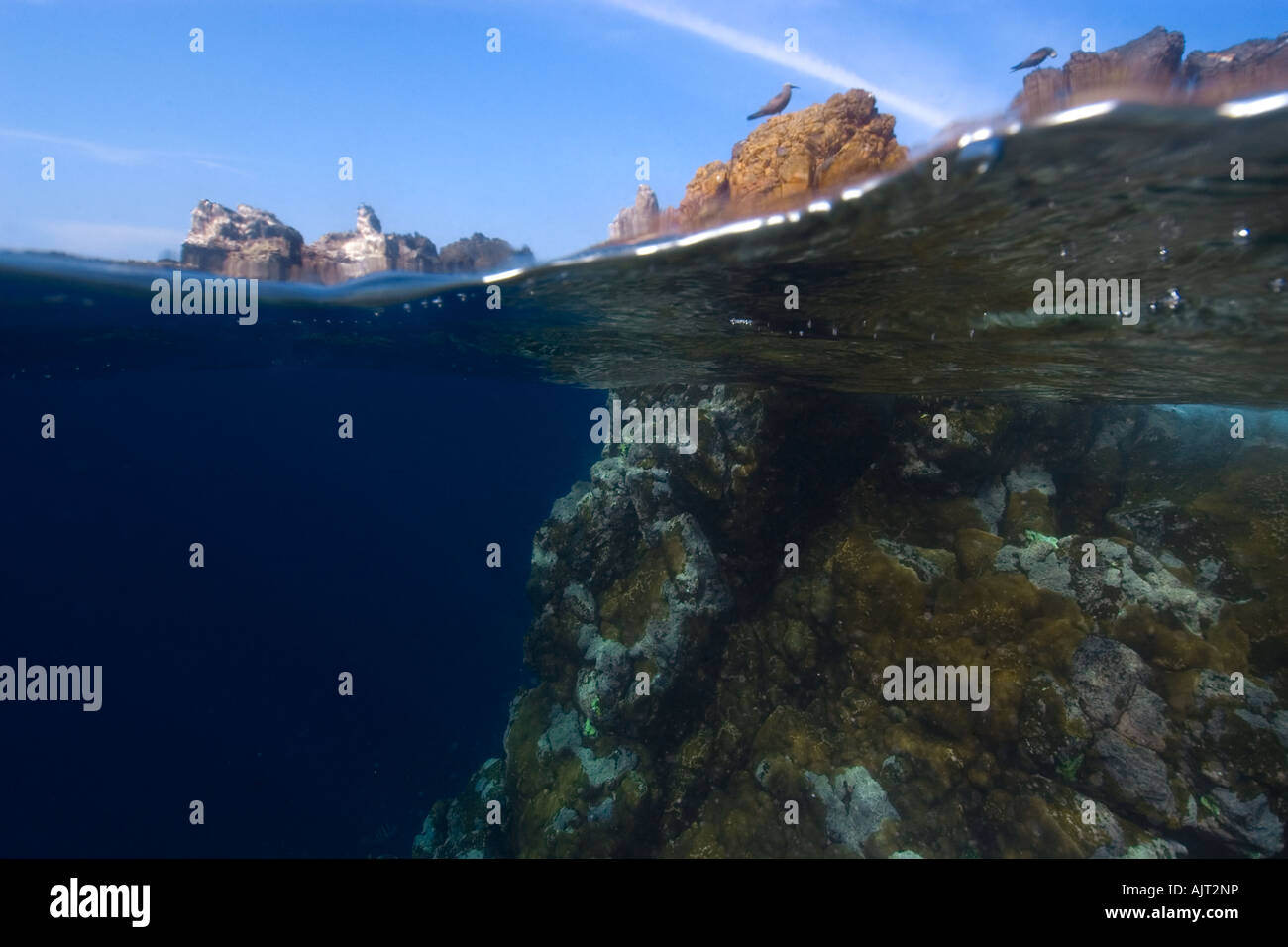 Image fractionnée de roches sous-marines et de noddis communs brun substrat Saint Pierre et de Saint Paul roches, Brésil, Océan Atlantique Banque D'Images