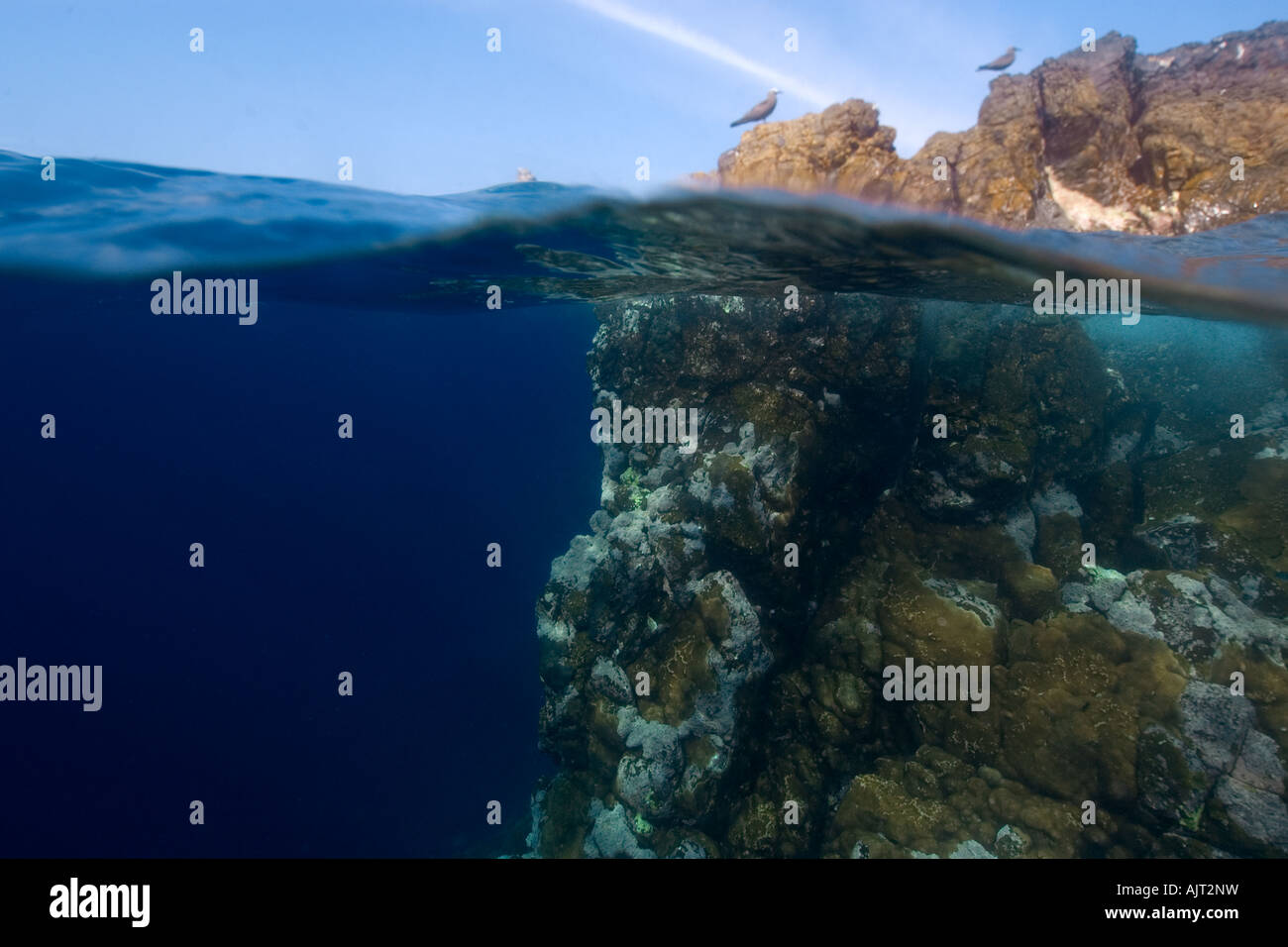 Image fractionnée de roches sous-marines et de noddis communs brun substrat Saint Pierre et de Saint Paul roches, Brésil, Océan Atlantique Banque D'Images