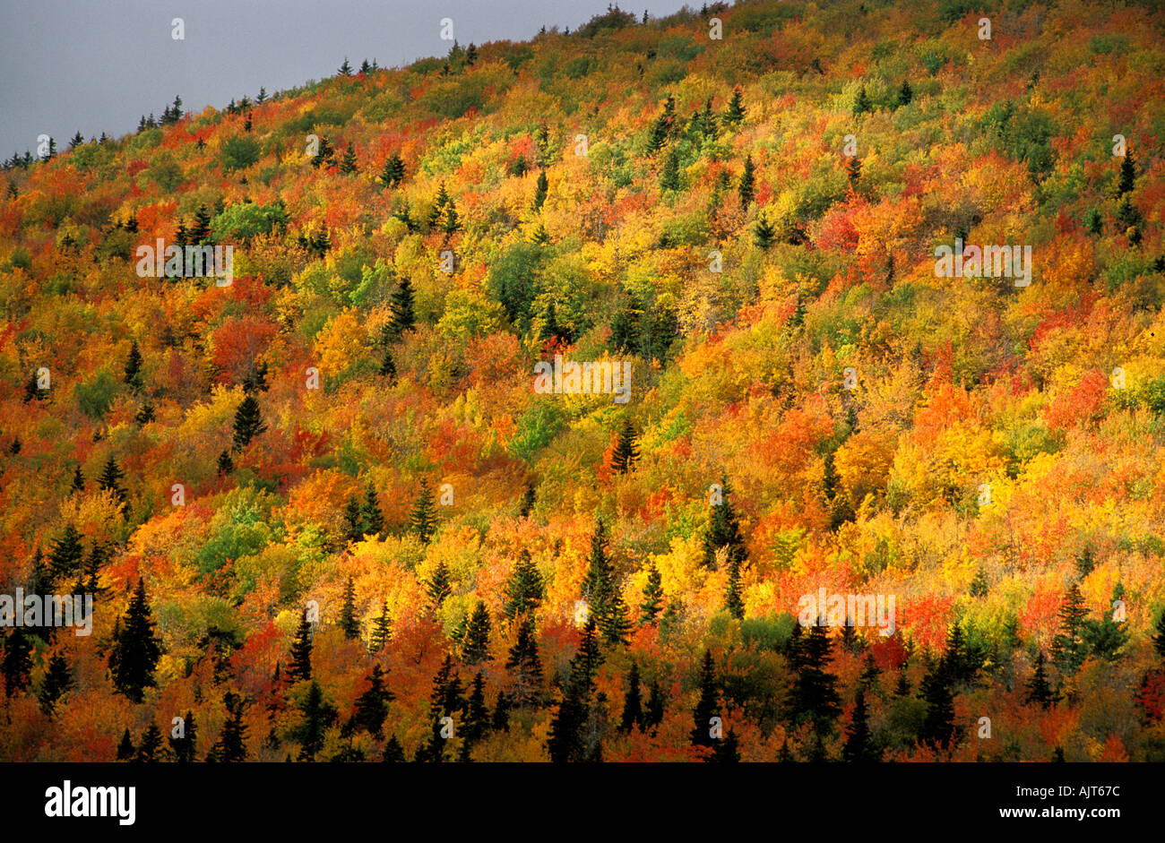 Panorama pittoresque de brillantes couleurs d'automne près de Smokey Mountain Lookout , Cabot Trail, Nouvelle-Écosse, Canada Banque D'Images