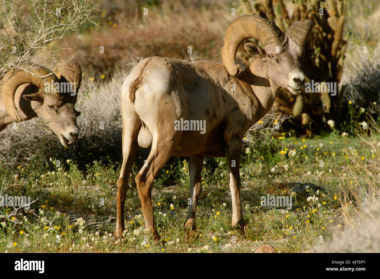 Désert de la péninsule des mouflons (Ovis canadensis cremnobates ram) Banque D'Images