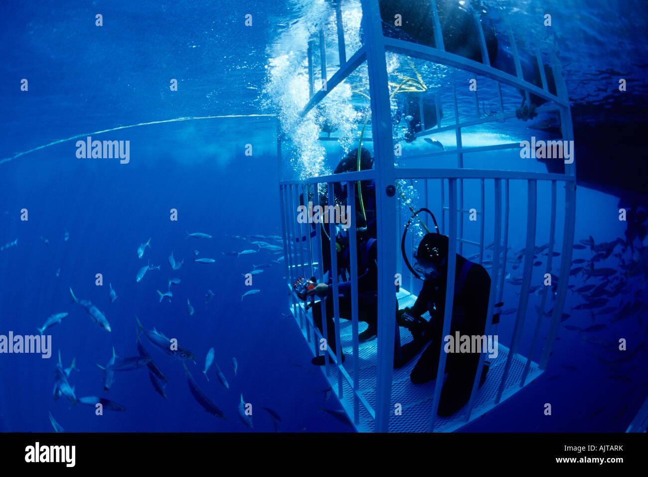 Plongeurs dans shark cage avec le grand requin blanc Carcharodon carcharias encerclant l'île Guadalupe Mexique de l'Océan Pacifique Banque D'Images