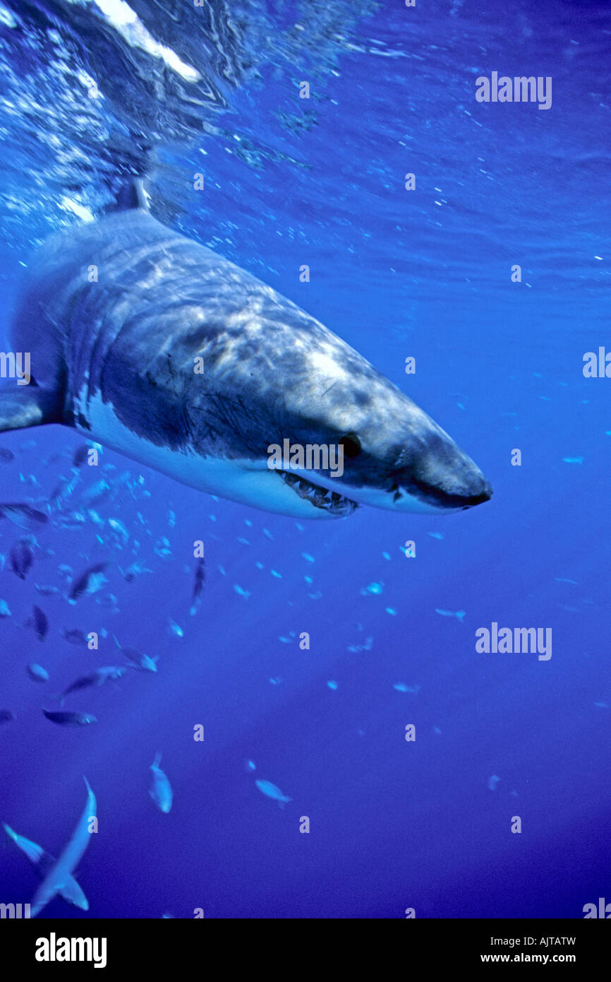 Grand requin blanc Carcharodon carcharias Océan Pacifique île Guadalupe Mexique Banque D'Images