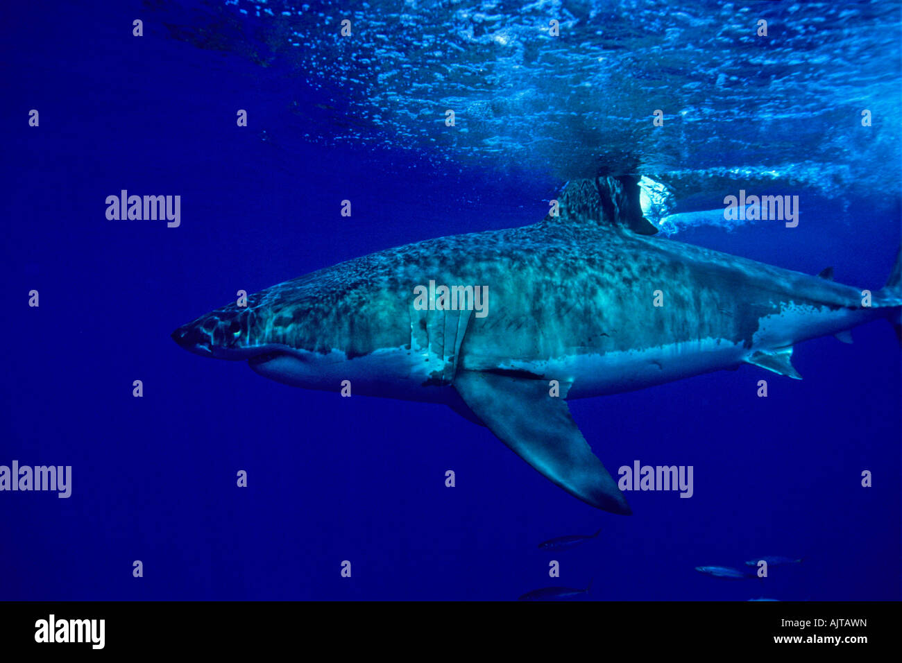 Grand requin blanc Carcharodon carcharias Océan Pacifique île Guadalupe Mexique Banque D'Images