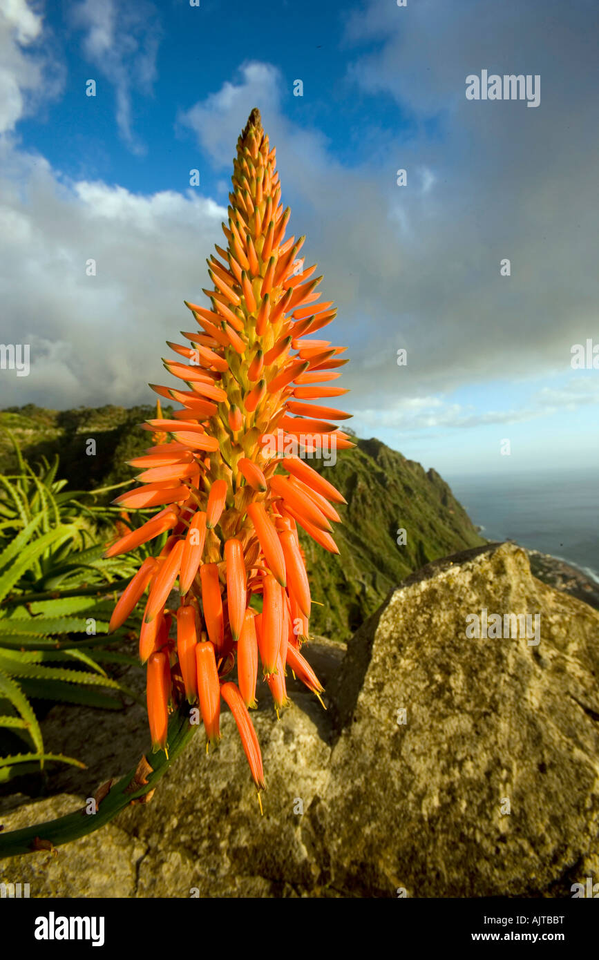 Aloe arborescens aloe épée l'île de Madère, Portugal Banque D'Images