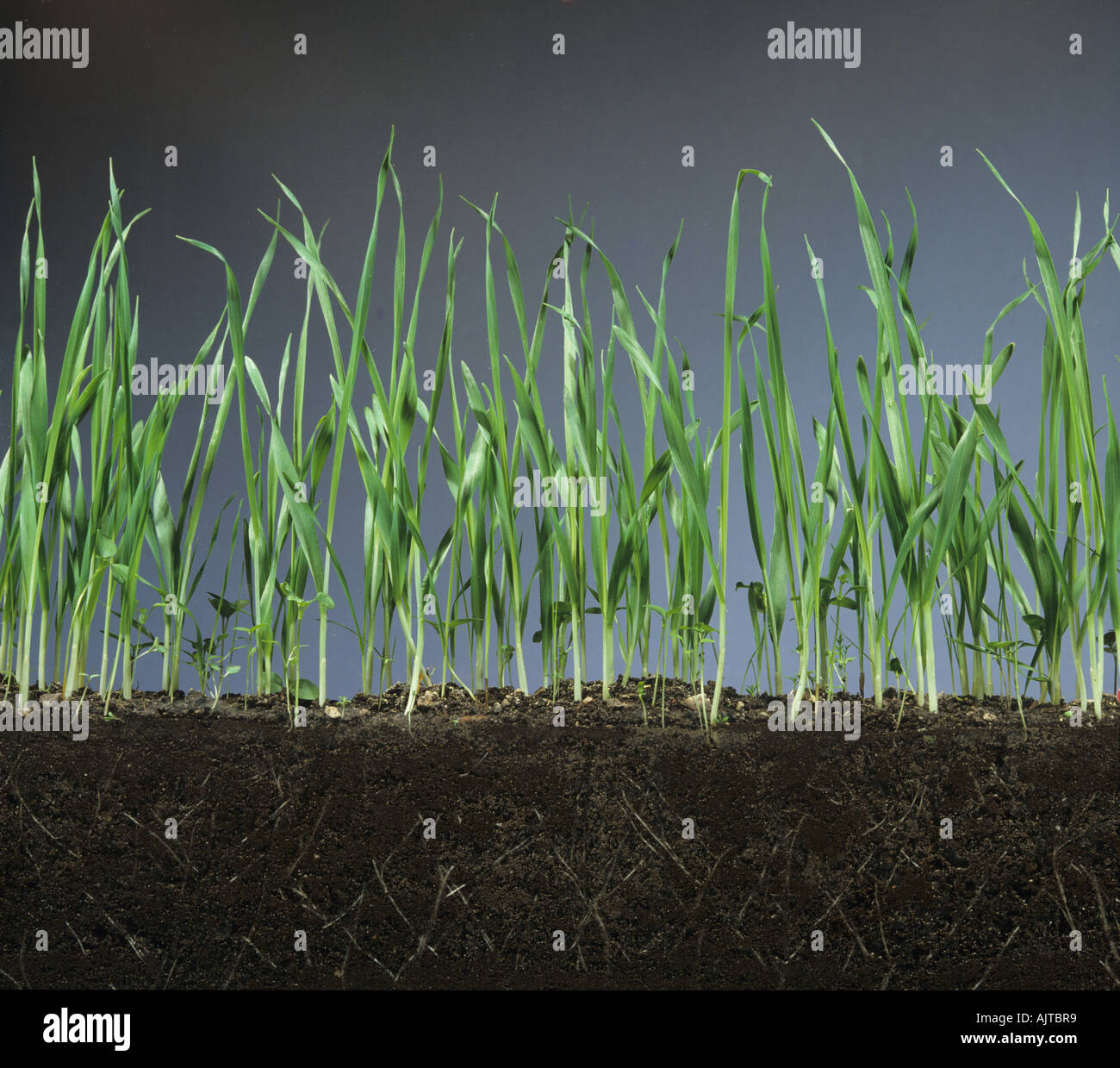 Réservoir d'orge en verre verso montrant les bénévoles des mauvaises herbes annuelles par le glyphosate n'est pas traitée Banque D'Images