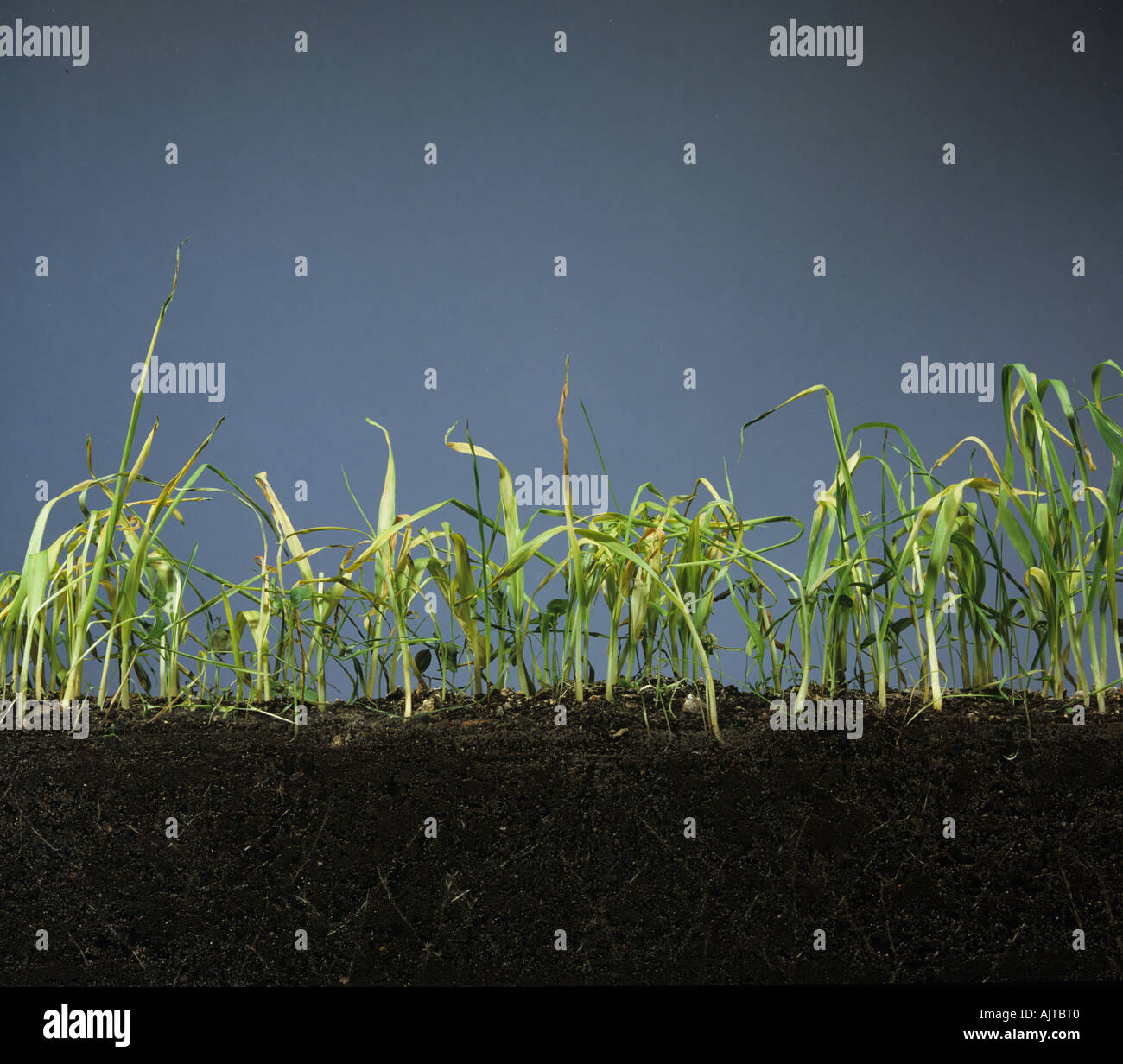 Réservoir d'orge en verre verso montrant les bénévoles des mauvaises herbes annuelles par le glyphosate mourir Banque D'Images