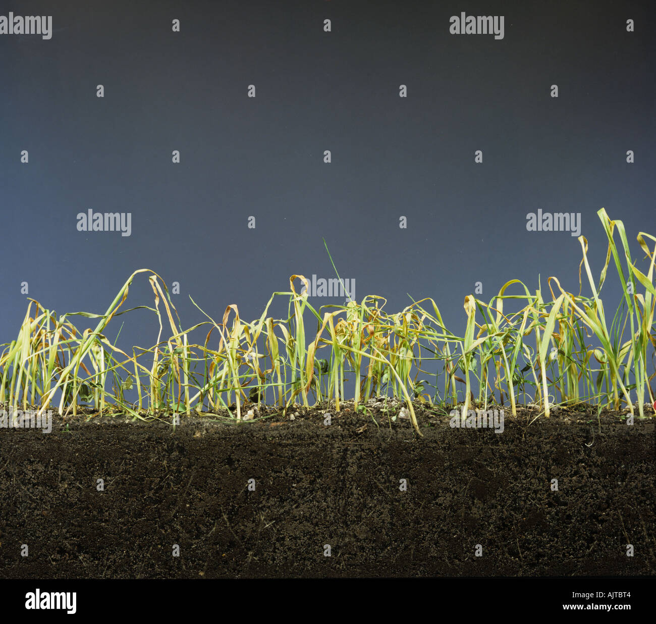 Réservoir d'orge en verre verso montrant les bénévoles des mauvaises herbes annuelles par le glyphosate mourir Banque D'Images