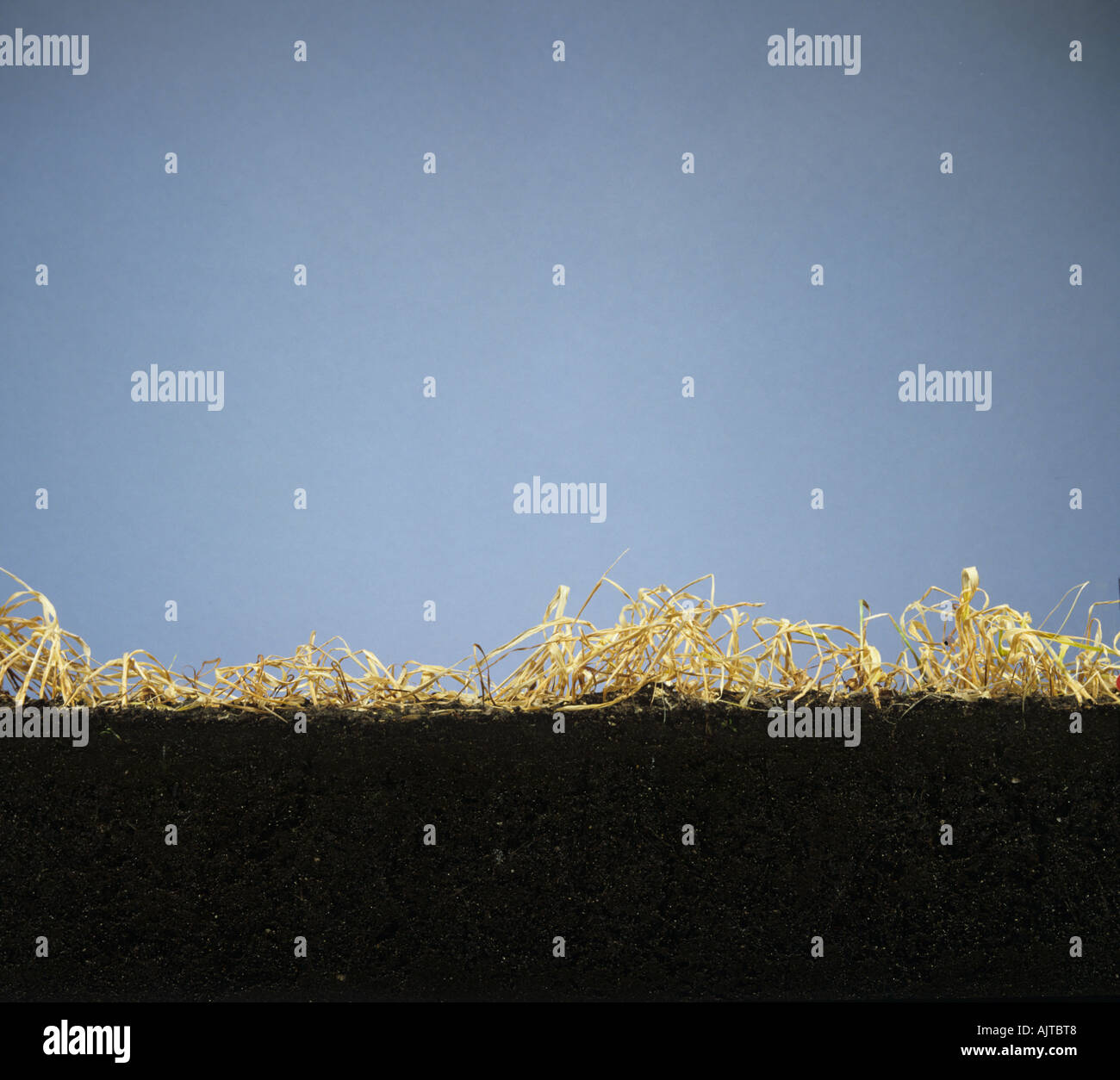 Réservoir d'orge en verre verso montrant les bénévoles des mauvaises herbes annuelles par le glyphosate dead Banque D'Images