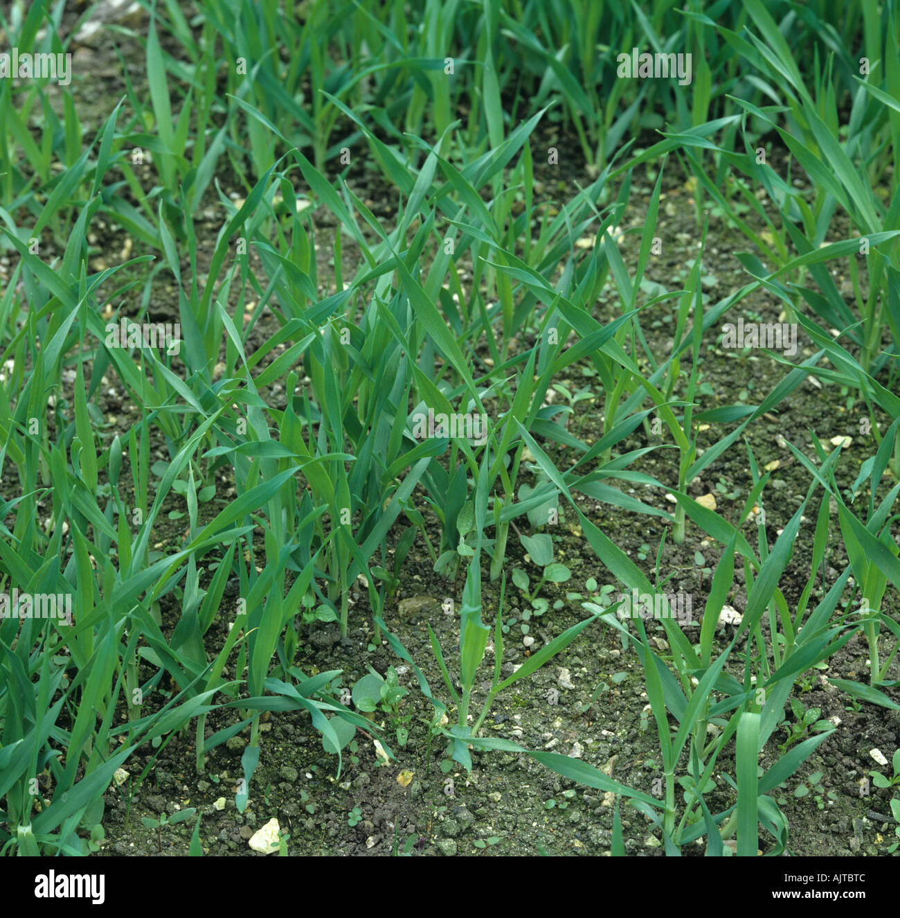 Les bénévoles de l'orge par la lutte contre les mauvaises herbes annuelles non traitées au glyphosate 1 Banque D'Images