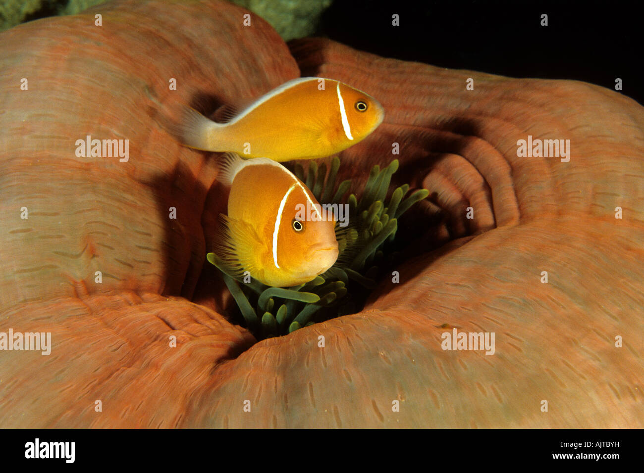 Couple de rose poisson clown dans une anémone de mer fermée Amphiprion perideraion Pacifique Micronésie Palau Banque D'Images