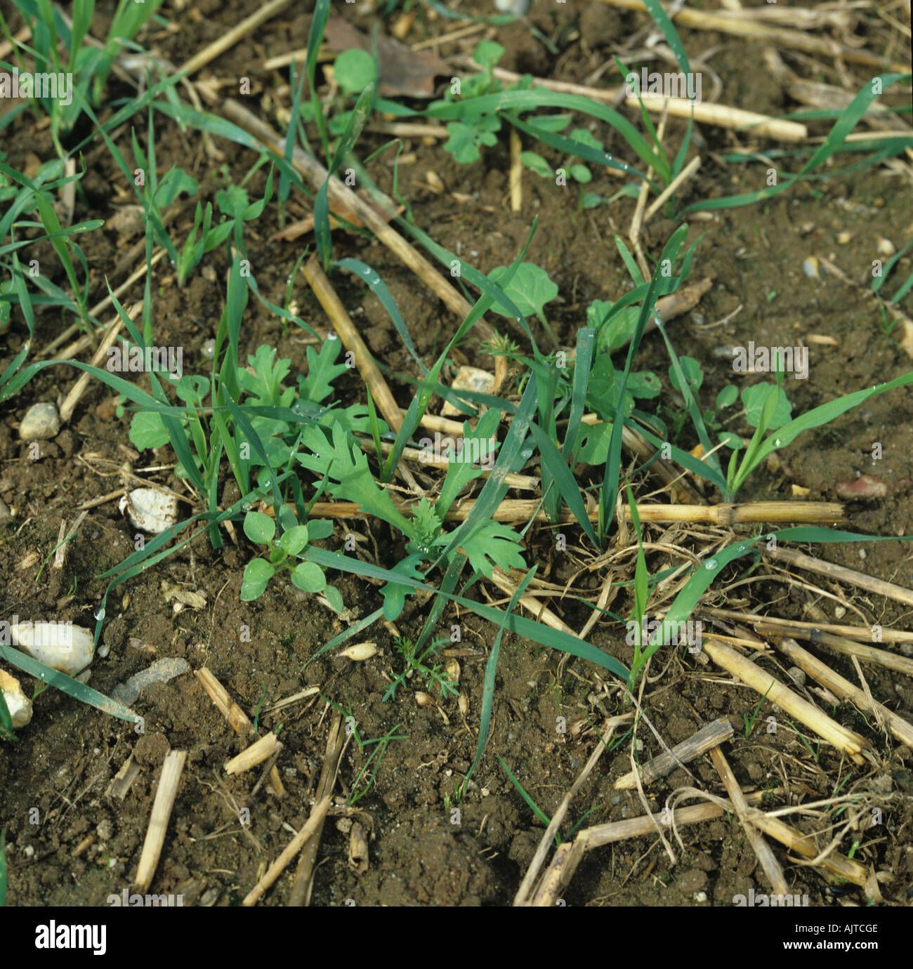 Des plantules de mauvaises herbes annuelles mixtes dans cultavated chaume de céréales Banque D'Images