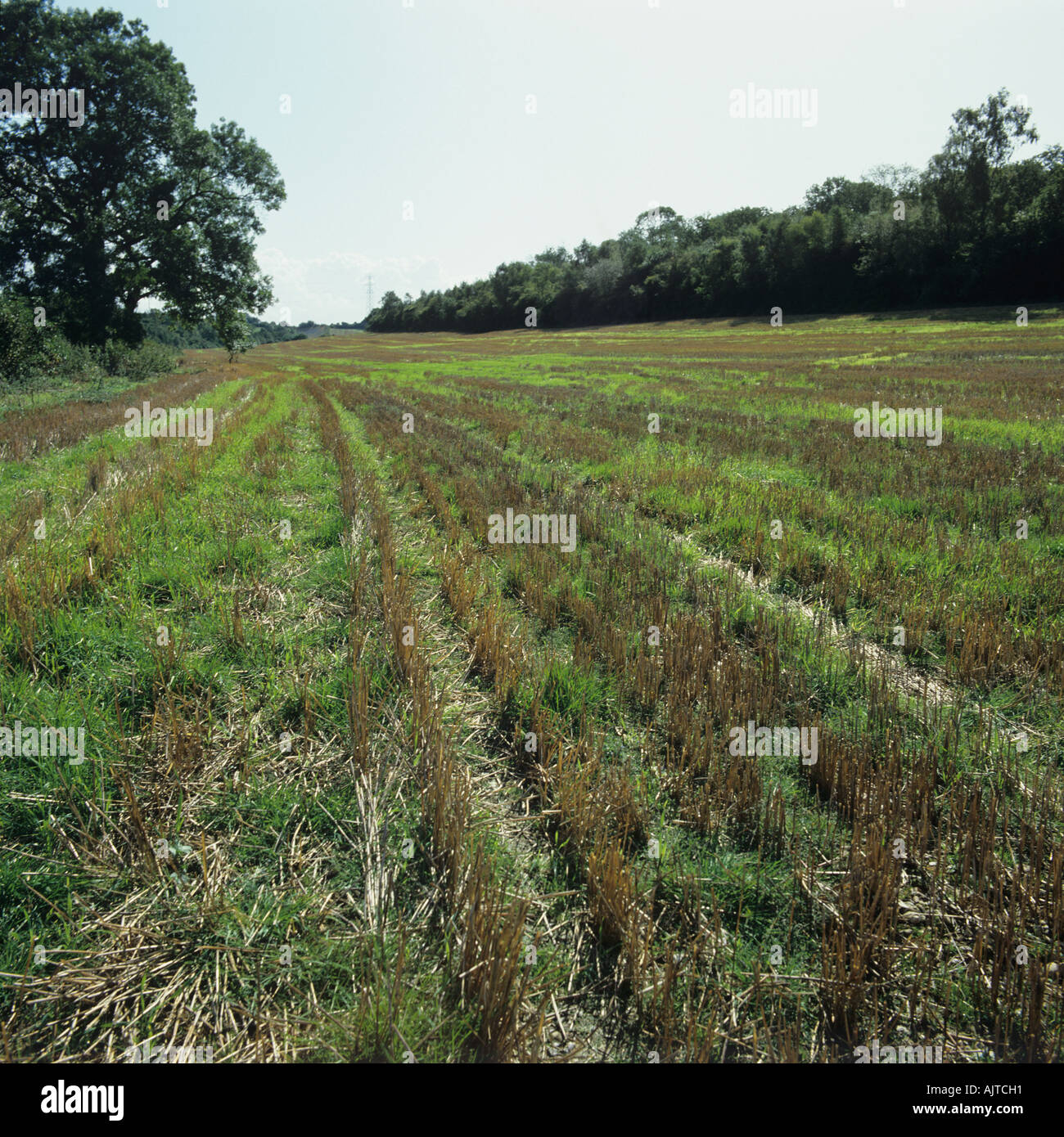Vue de chaume de céréales avec des repousses de céréales et d'autres mauvaises herbes annuelles post récolte Banque D'Images