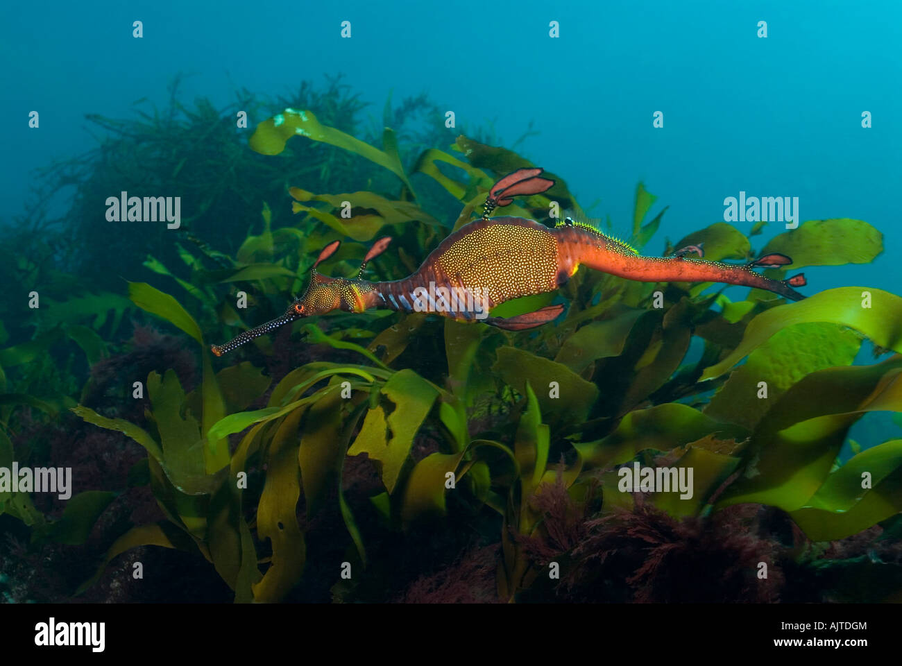 Sea Dragon de mauvaises herbes : Phyllopteryx taeniolatus Tasmanie Australie Banque D'Images
