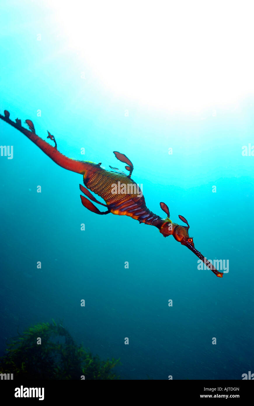 Sea Dragon de mauvaises herbes : Phyllopteryx taeniolatus Tasmanie Australie Banque D'Images