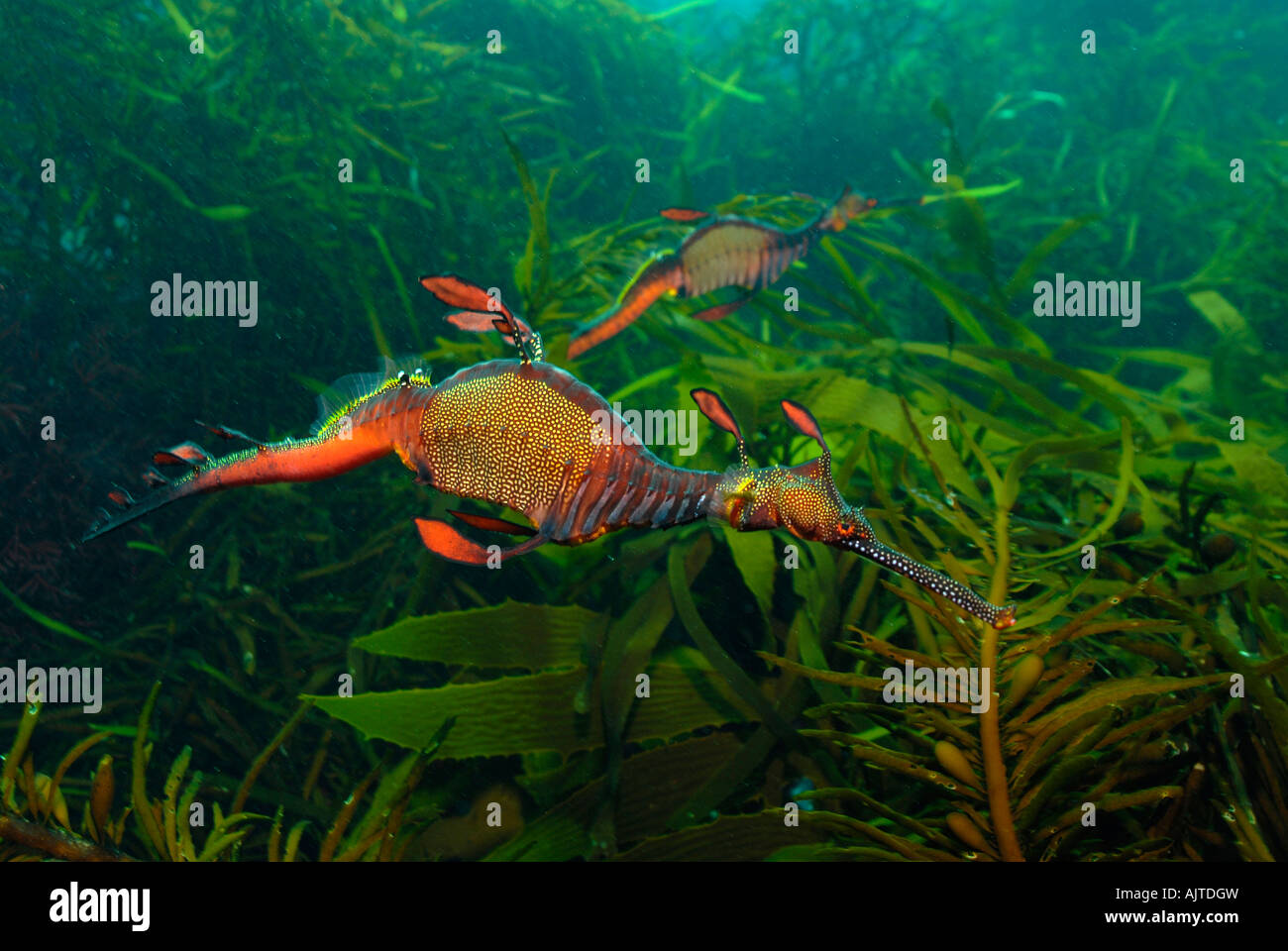 Deux Weedy Sea Dragon : Phyllopteryx taeniolatus Tasmanie Australie Banque D'Images