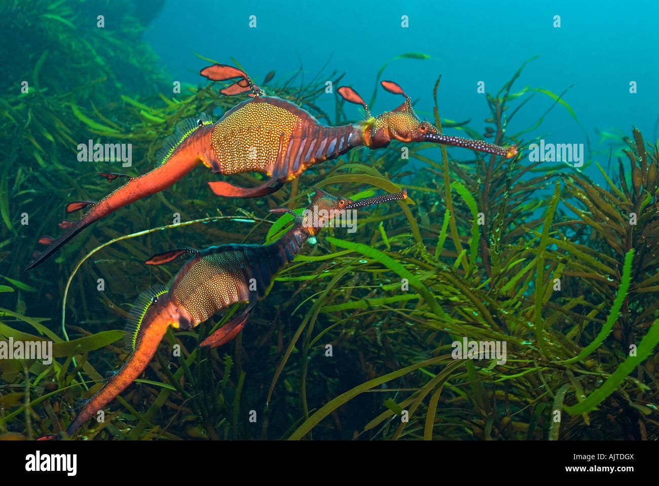 Deux Weedy Sea Dragon : Phyllopteryx taeniolatus Tasmanie Australie Banque D'Images