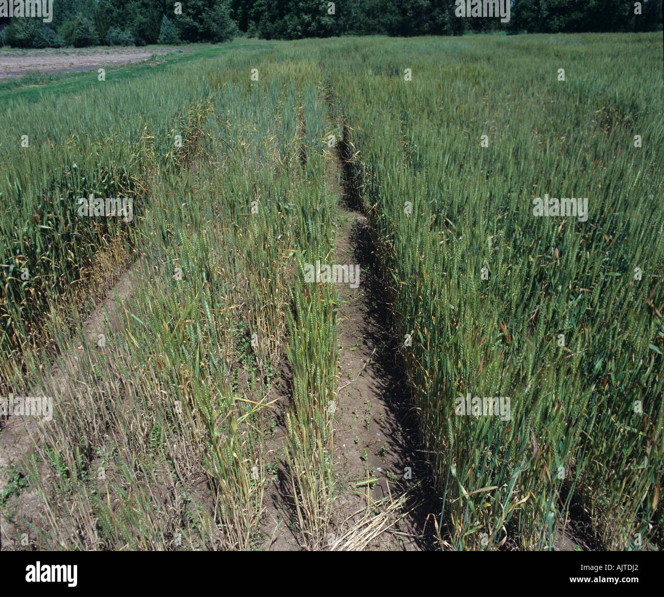 Parcelle de terrain de comparaison prendre toutes les effet sur une variété de blé résistante et sensible Banque D'Images