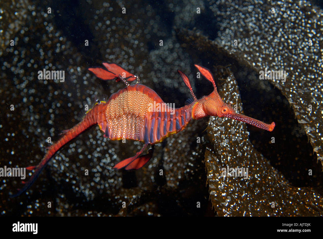 Sea Dragon de mauvaises herbes : Phyllopteryx taeniolatus Tasmanie Australie Banque D'Images