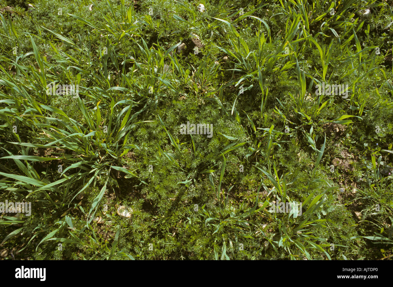 Les jeunes mauvaises herbes arables y compris la matricaire inodore camomille des jeunes dans une récolte de l'orge Banque D'Images