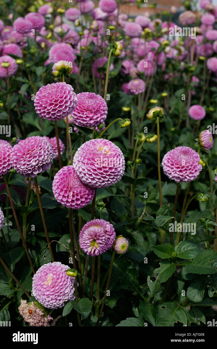 De plus en plus fleur Dahlia dans jardin Banque D'Images