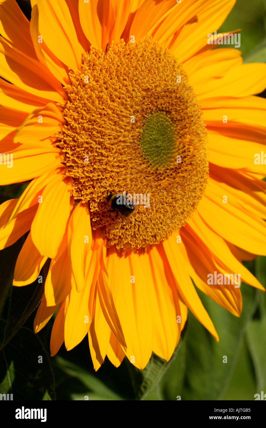 Helianthus annuus Tournesol en close up avec bourdon Banque D'Images