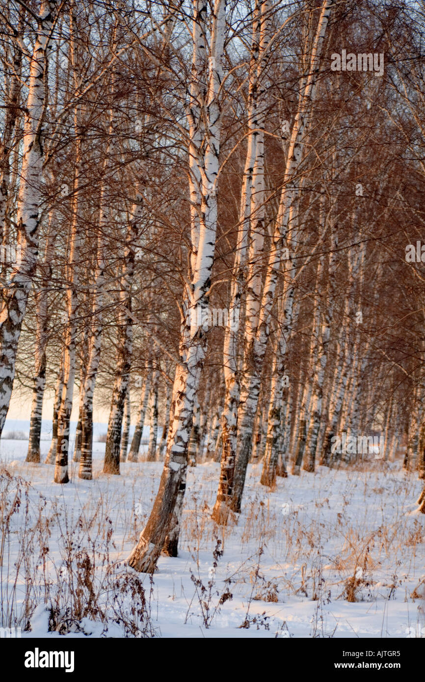 Les bouleaux en hiver Banque D'Images