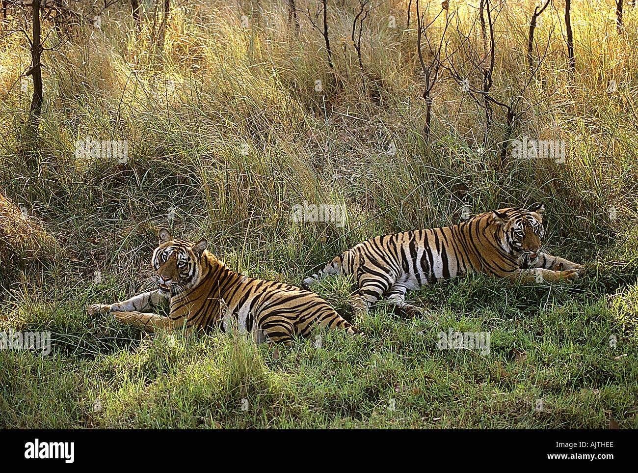 Deux tigres71799 SNA reposant Bandhavgarh National Park Le Madhya Pradesh Inde Banque D'Images