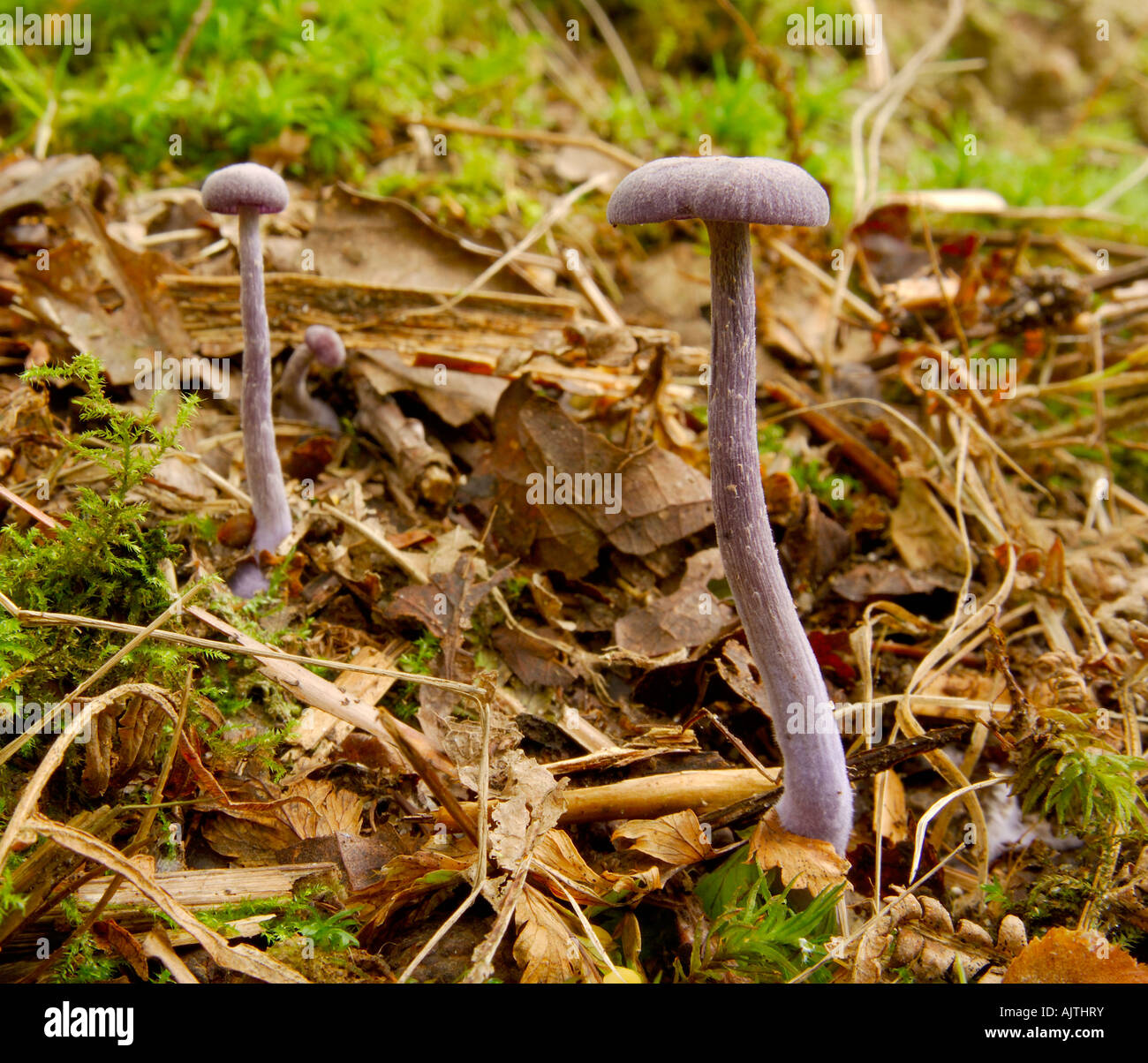 Deux Violetter lacktrichterling Amethyst Deceiver croissante des organes de fructification à côté de l'autre sur un plancher de bois Banque D'Images